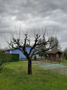 Taille de pommier